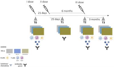 Humoral and cell-mediated immune responses in HIV-vertically infected young patients after three doses of the BNT162b2 mRNA SARS-CoV-2 vaccine